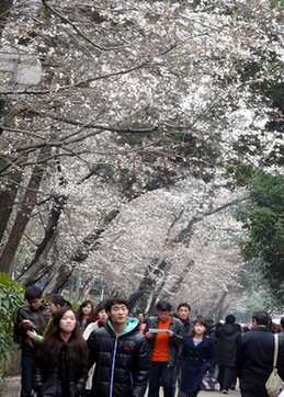 武漢大學櫻花開了