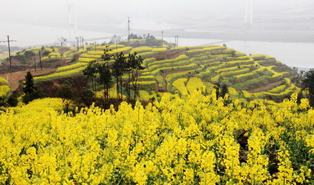 三峽庫區春來早