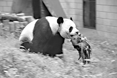 武漢動物園出意外 一大熊貓咬死覓食藍孔雀(圖)