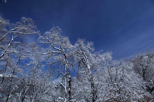 強冷空氣致神農架驟降“桃花雪”