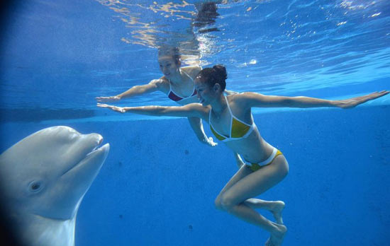 文婷姐妹拍水下婚紗照與海豚共舞