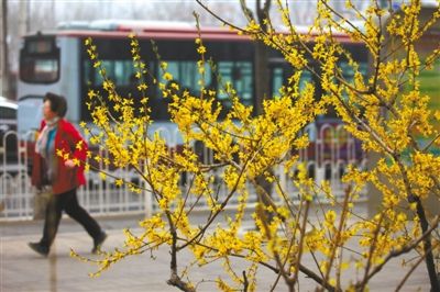 又到一年賞花時 北京植物園推六條賞花路線(圖)