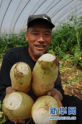 商務(wù)部緊急下發(fā)通知緩解蔬菜“賣難”
