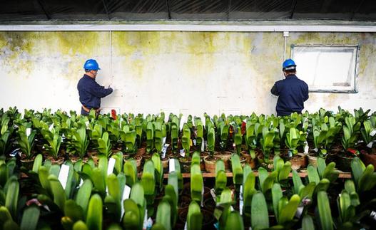 長春：保障供電 助大棚溫暖過冬