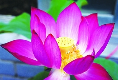 南京莫愁湖十萬(wàn)株荷花陸續(xù)綻放