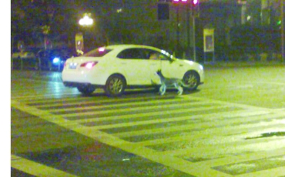 南京街頭現“開車遛狗” 警方稱發(fā)現將罰款(圖)