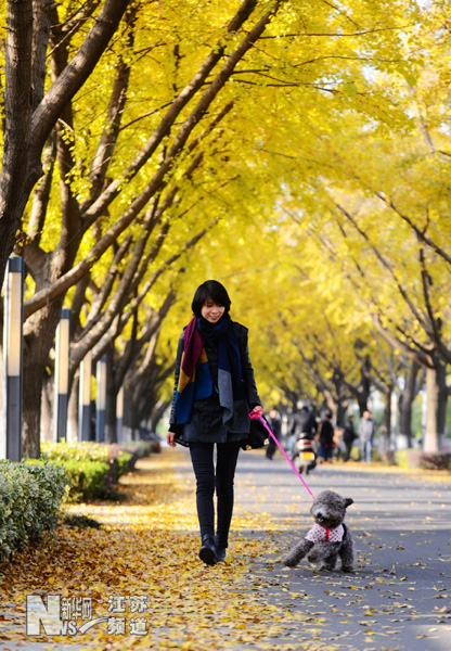 銀杏美景醉游人