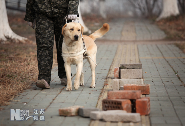 南京導盲犬被搶訂一空