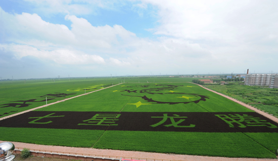 沈北創(chuàng)下“世界上最大稻田畫(huà)”新紀(jì)錄