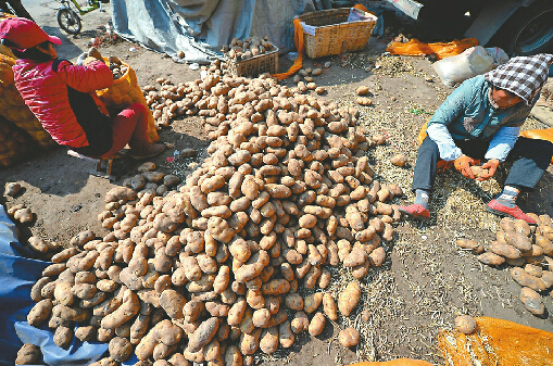 濟南七里堡批發市場賣去芽土豆 重新裝袋再出售