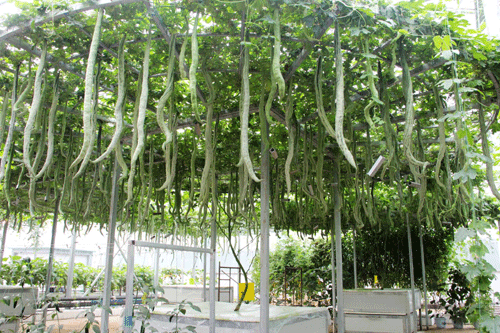 山東壽光舉行國際蔬菜科技博覽會(huì)