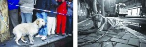 上海火災(zāi)現(xiàn)場忠心小狗不吃不喝等主人出現(xiàn)