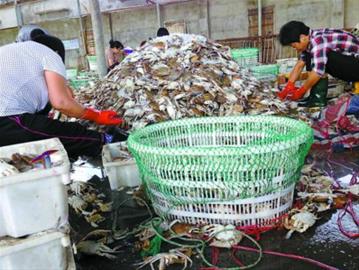 最低僅售2.5元一斤 罕見連年豐 梭子蟹賣白菜價(jià)