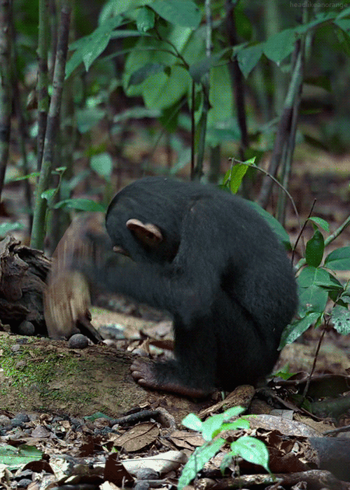 超萌動物動態組圖