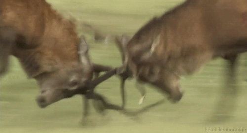 超萌動物動態組圖