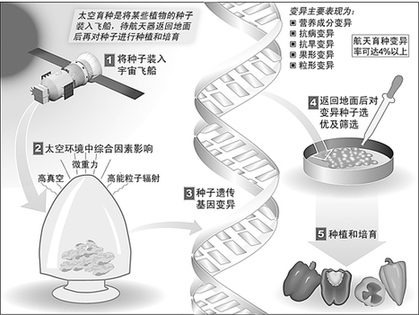 中國航天提升百姓生活 太空農產品豐富餐桌
