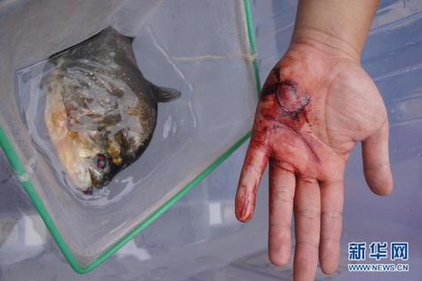 高清大圖:不只是食人魚 警惕“外來物種入侵”