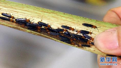 高清大圖:不只是食人魚 警惕“外來物種入侵”