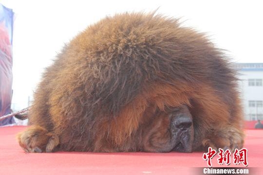 河北藏獒展上多只藏獒要價(jià)千萬引爭(zhēng)議 天價(jià)藏獒揭秘