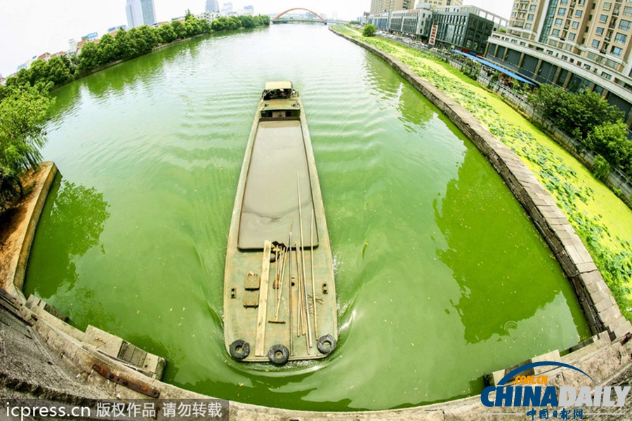 浙東古運河藍藻肆虐 河水轉身一變綠顏料