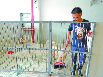 高材生放棄白領樂當“狗倌”：滿足感錢買不到