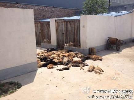 犬只收容所數十只狗死亡 官方：天熱死幾只正常