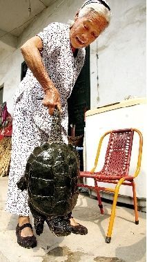 農(nóng)民犁地犁出500歲美洲龜 專家建議殺死吃掉