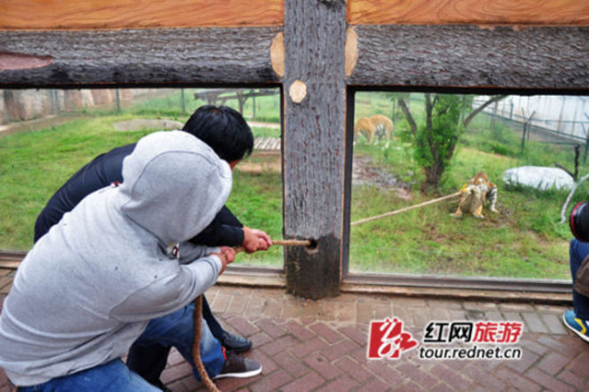 長沙動物園“人虎拔河”引爭議 回應稱為增強老虎野性
