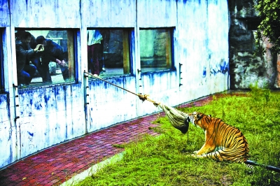 長沙動物園“人虎拔河”引爭議 稱為增強老虎野性
