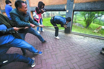 長沙動物園“人虎拔河”引爭議 稱為增強老虎野性