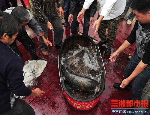 世界最大剁椒魚(yú)頭今日制成 菜盤直徑近1.7米