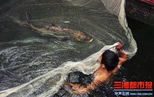 世界最大剁椒魚(yú)頭今日制成 菜盤直徑近1.7米