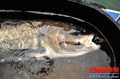 世界最大剁椒魚(yú)頭今日制成 菜盤直徑近1.7米