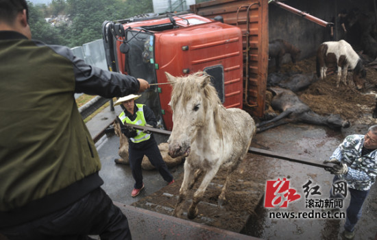 運(yùn)馬貨車(chē)高速上側(cè)翻 警察開(kāi)警車(chē)追馬