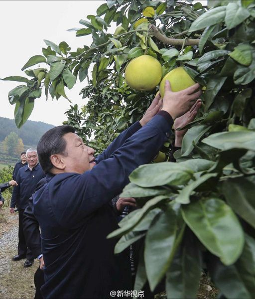 習近平赴湘西調研扶貧攻堅（圖）