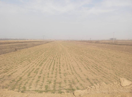 山西聞喜縣發生旱災 已致6.6萬人受災(圖)