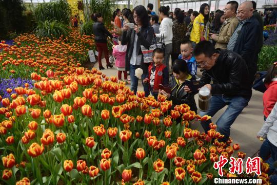 山西民眾踏青扎堆 花卉生態園日接游客上萬