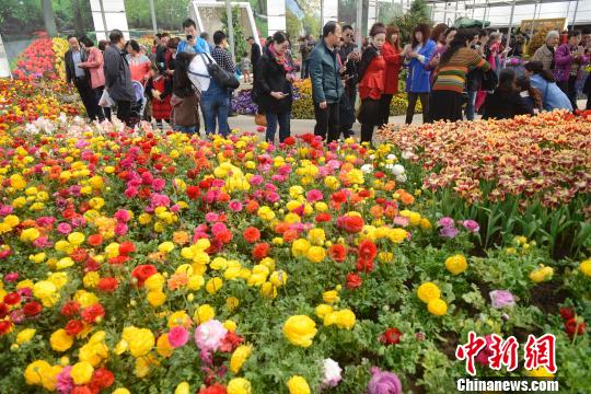 山西民眾踏青扎堆 花卉生態園日接游客上萬