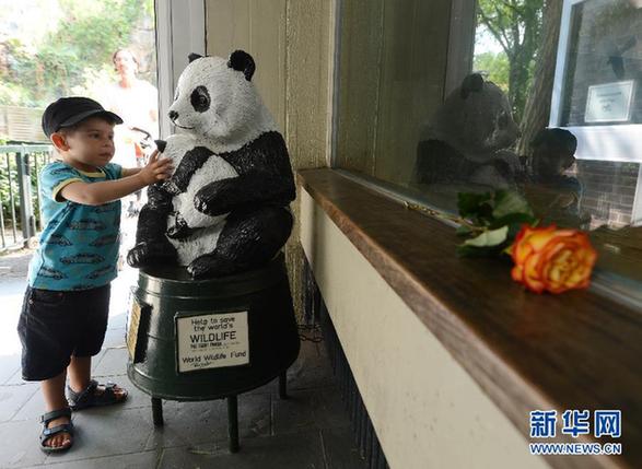 熊貓“寶寶”在柏林動物園去世