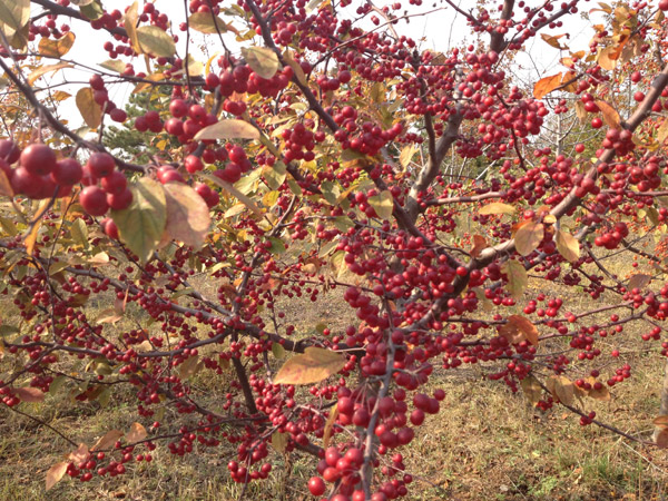 紅了楓葉，紅了海棠