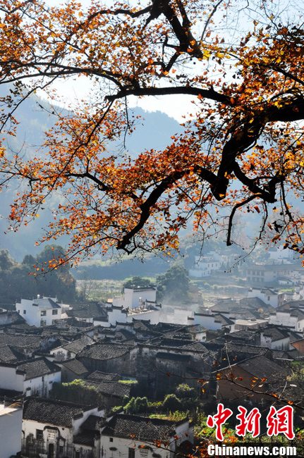 “最美鄉(xiāng)村”江西婺源紅楓引游客紛至沓來