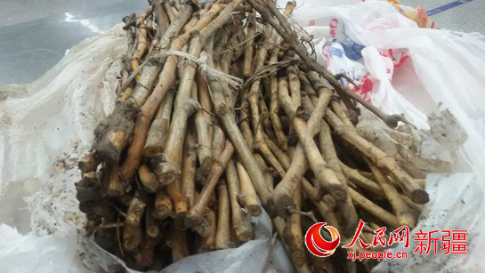 烏魯木齊機(jī)場(chǎng)口岸截獲近百株非法進(jìn)境樹(shù)苗