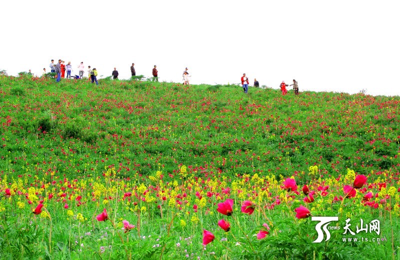 新疆裕民縣山花爛漫引來大批游客
