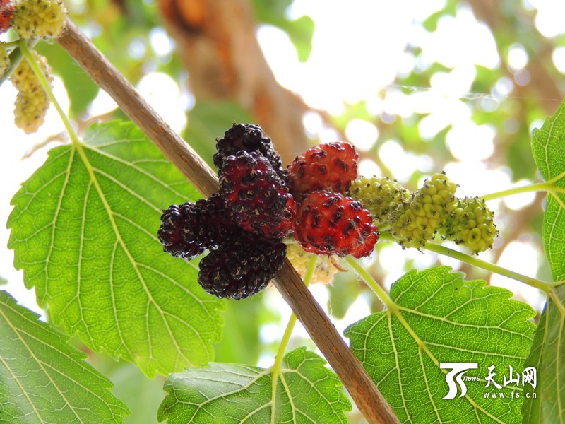 新疆博湖縣：酸甜桑葚成夏季舌尖開胃美食