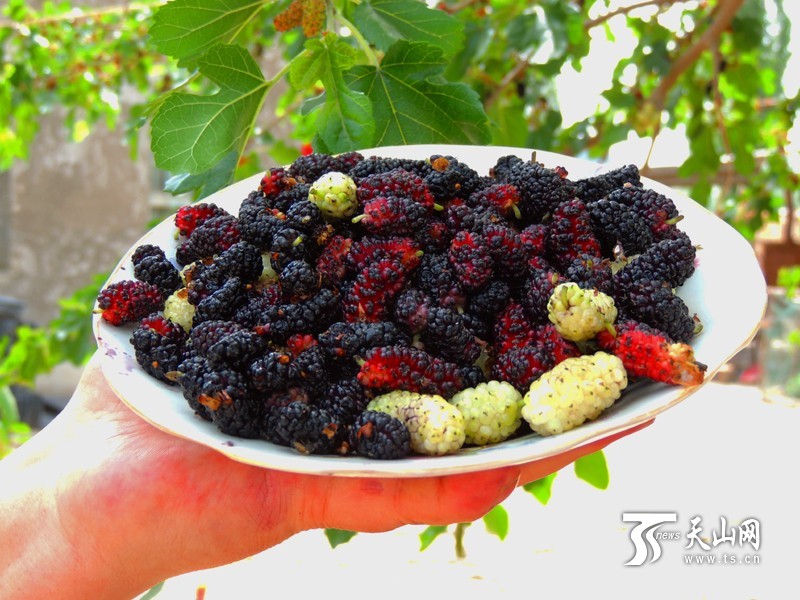 新疆博湖縣：酸甜桑葚成夏季舌尖開胃美食