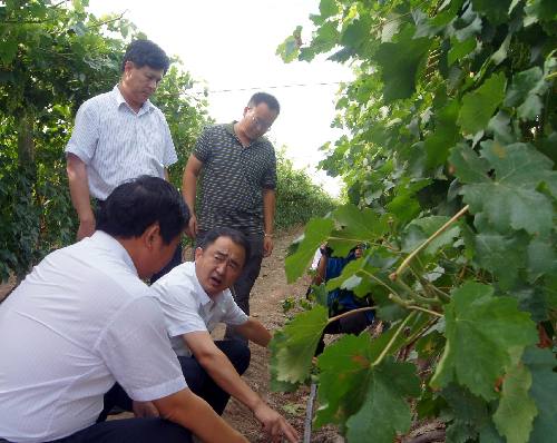 國家葡萄酒專家為新疆兵團(tuán)第六師共青團(tuán)農(nóng)場葡萄酒產(chǎn)業(yè)發(fā)展“導(dǎo)航”