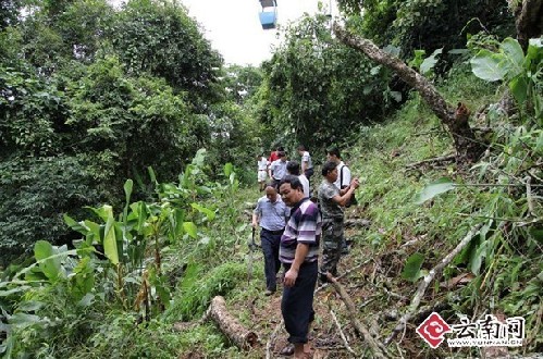 西雙版納野象谷景區(qū)老樹砸向索道 致纜車游客1死3傷
