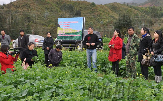 云南冬農開發鼓起農民錢袋子