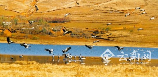 冬天來(lái)看鶴舞高原 云南有8大黑頸鶴觀賞地