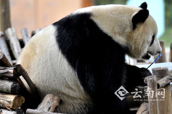 猩猩喝奶測智力 云南野生動物園開展小動物“體檢總動員”